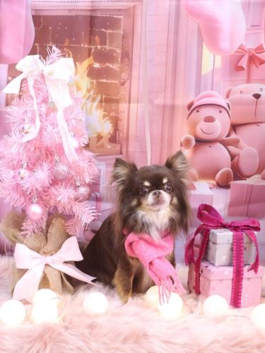 20241205チロルくん